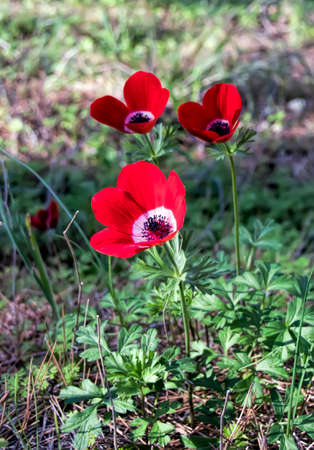 Blooming red anemones in the grass in dewの写真素材