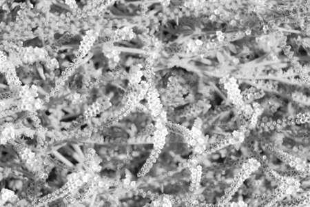 white glamour flower abstract pattern wedding backgroundの写真素材
