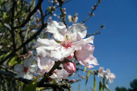 White beauty almond flower with pink budの写真素材