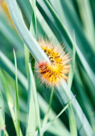Shaggy caterpillar in the grass on green leafの写真素材