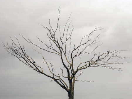 Tree without foliage on a gray winter sky backgroundの写真素材