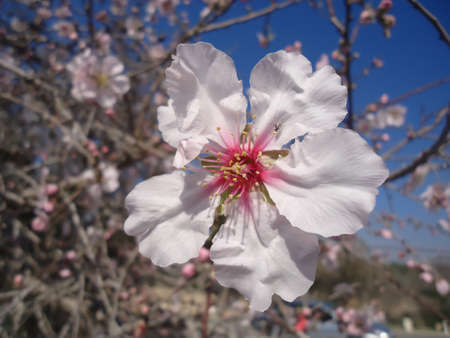White beauty almond flower with insect on itの写真素材