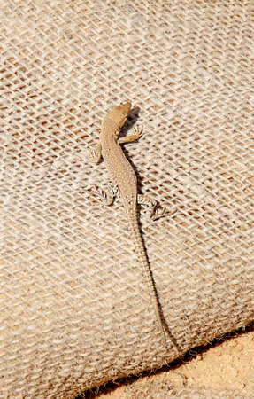 Brown lizard on a sac filled with sandの写真素材