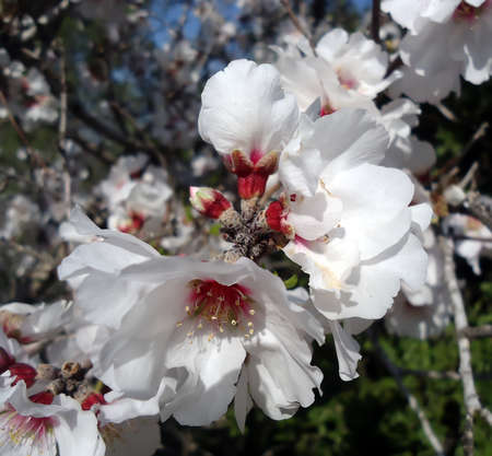Inflorescence of beauty white pink almond flowersの写真素材
