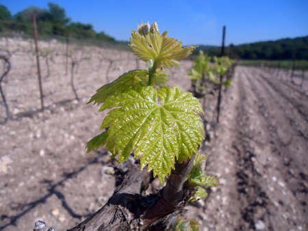 Young vine leaf on a sunny dayの写真素材