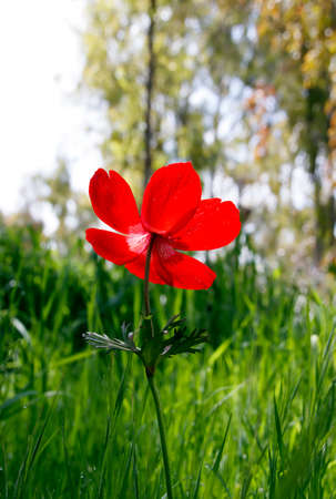 Sunlight through red poppy petals in grassの写真素材