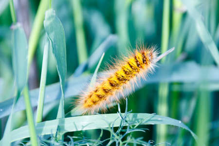 Shaggy caterpillar in the grass on green leafの写真素材