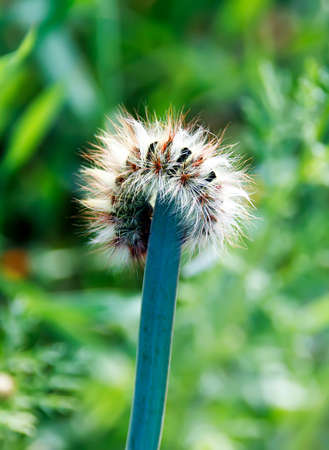 Shaggy caterpillar in the grass on green leafの写真素材