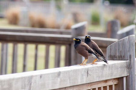 Indian myna birds, black birds with yellow eyesの写真素材