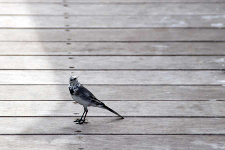 Motacilla alba birdsの写真素材