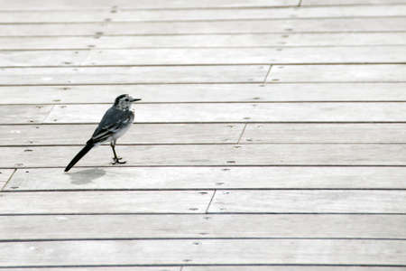 Motacilla alba birdsの写真素材