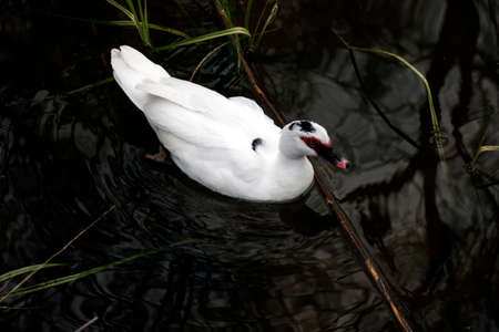 White duck with black beak and red plumage around the eyes swimming in the black waterの写真素材