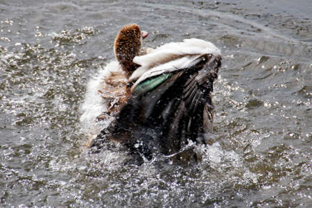 Long Legged Duck in the waterの写真素材