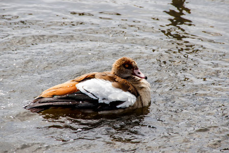 Long Legged Duck in the water