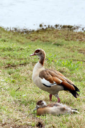 Long Legged Duckの写真素材
