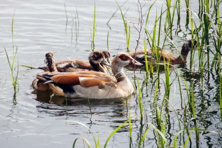 The family of ducks swims in the waterの写真素材