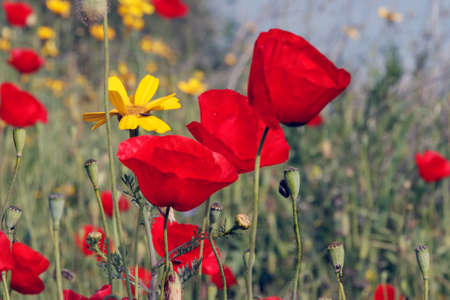 Blooming red poppies in green the grassの写真素材