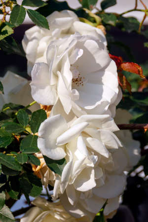 White blumming roses in the garden in springの写真素材