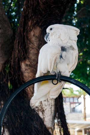 A large white parrot sits on an iron perchの写真素材