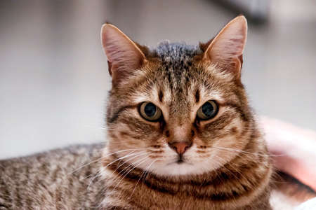 Gray cat close-upの写真素材