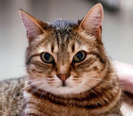 Gray cat close-upの写真素材