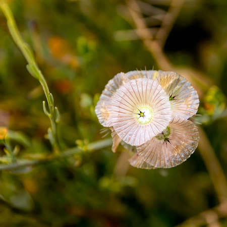 little fine refined pale pink flowers on green backgroundの写真素材