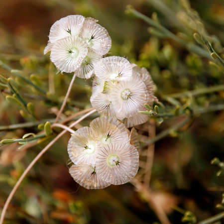 little fine refined pale pink flowers on green backgroundの写真素材