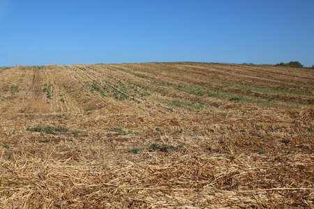 Yellow field after harvest with blue skyの写真素材
