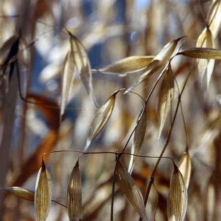 Dried gold oat ears without grains soft backgroundの写真素材