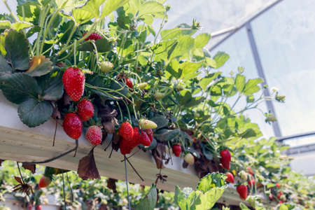 Strawberries ripe in the greenhouse closeup hangingの写真素材