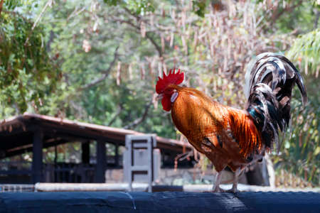 Fighting cockの写真素材