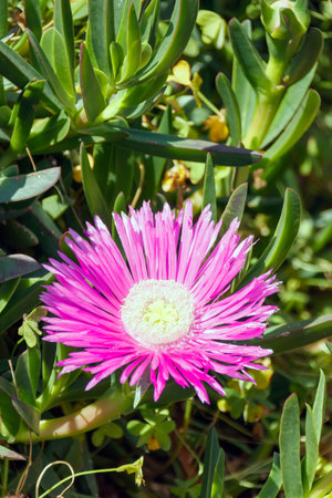 Pink Lampranthus flowerの写真素材