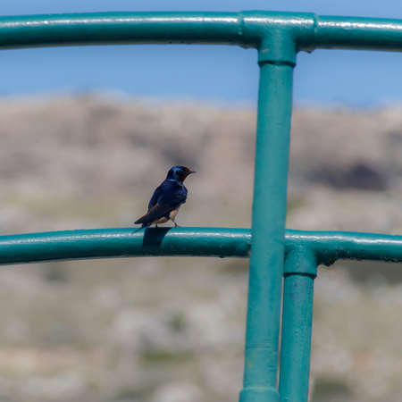 Hummingbirdの写真素材