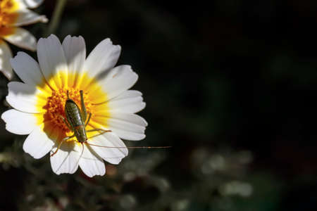 A green grasshopperの写真素材