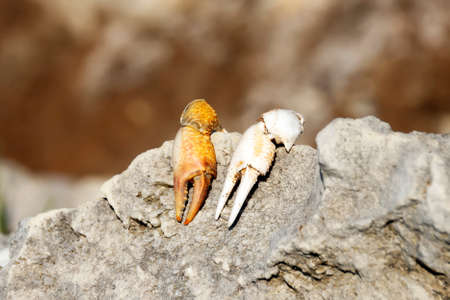 Crab claws on a stoneの写真素材