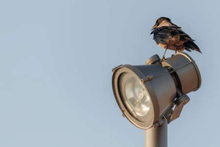 Urban crow on the street lampの写真素材