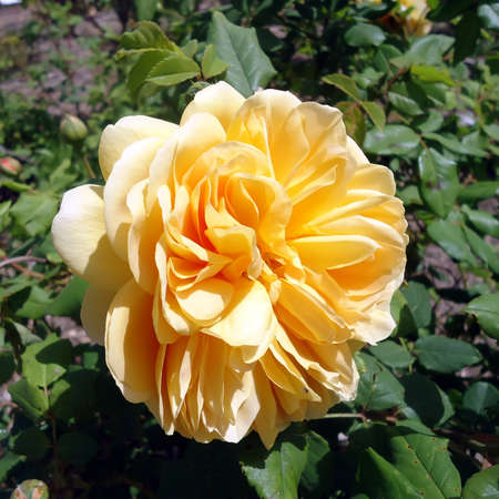 The head of a flower of an orange roseの写真素材