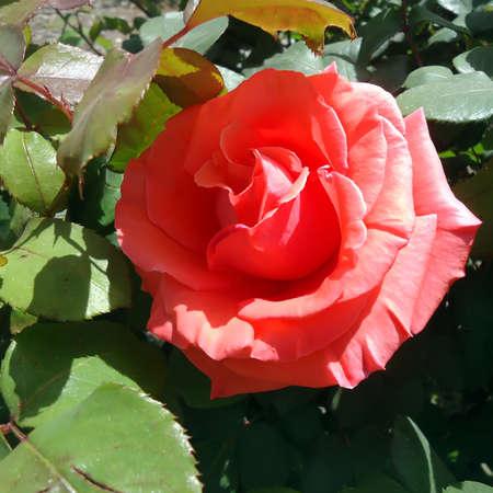 The head of a flower of a red roseの写真素材