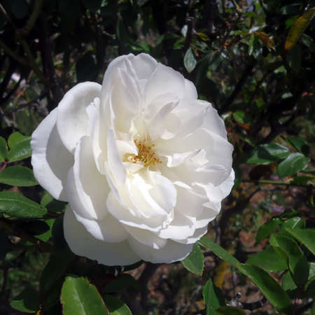 The head of a white rose flowerの写真素材