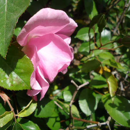 Side view of the head of a pink rose flowerの写真素材