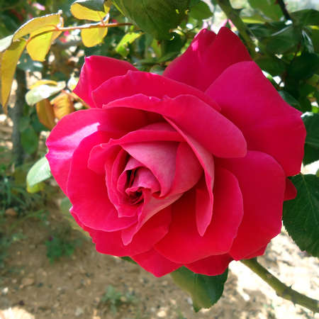 The head of a flower of a red roseの写真素材