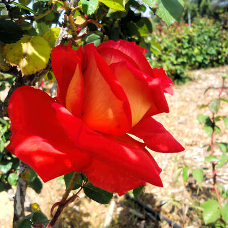 The head of a flower of a red roseの写真素材