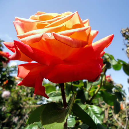 The head of a flower of an orange roseの写真素材