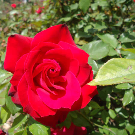 The head of a flower of a red roseの写真素材