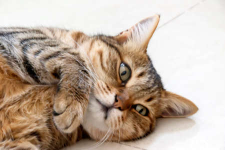 Tabby cat lies and wants to playの写真素材