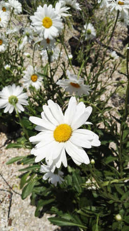A  camomile flower close-up on a background of flowers and grassの写真素材