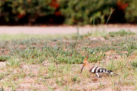 Hoopoe Bird on the grass looking for a foodの写真素材