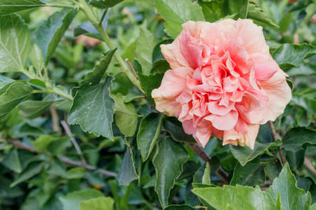 Cream-colored China Rose, Hibiscus Double with budsの写真素材