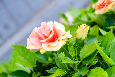Cream-colored China Rose, Hibiscus Double with budsの写真素材