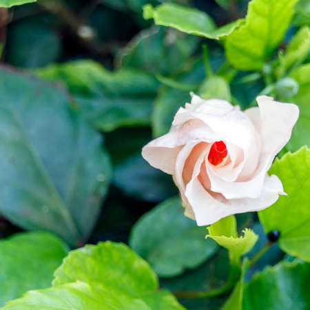 Cream-colored China Rose, Hibiscus Double with budsの写真素材